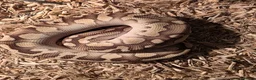 Python Snake reptiles for sale: Female pewter royal python - Advert 5