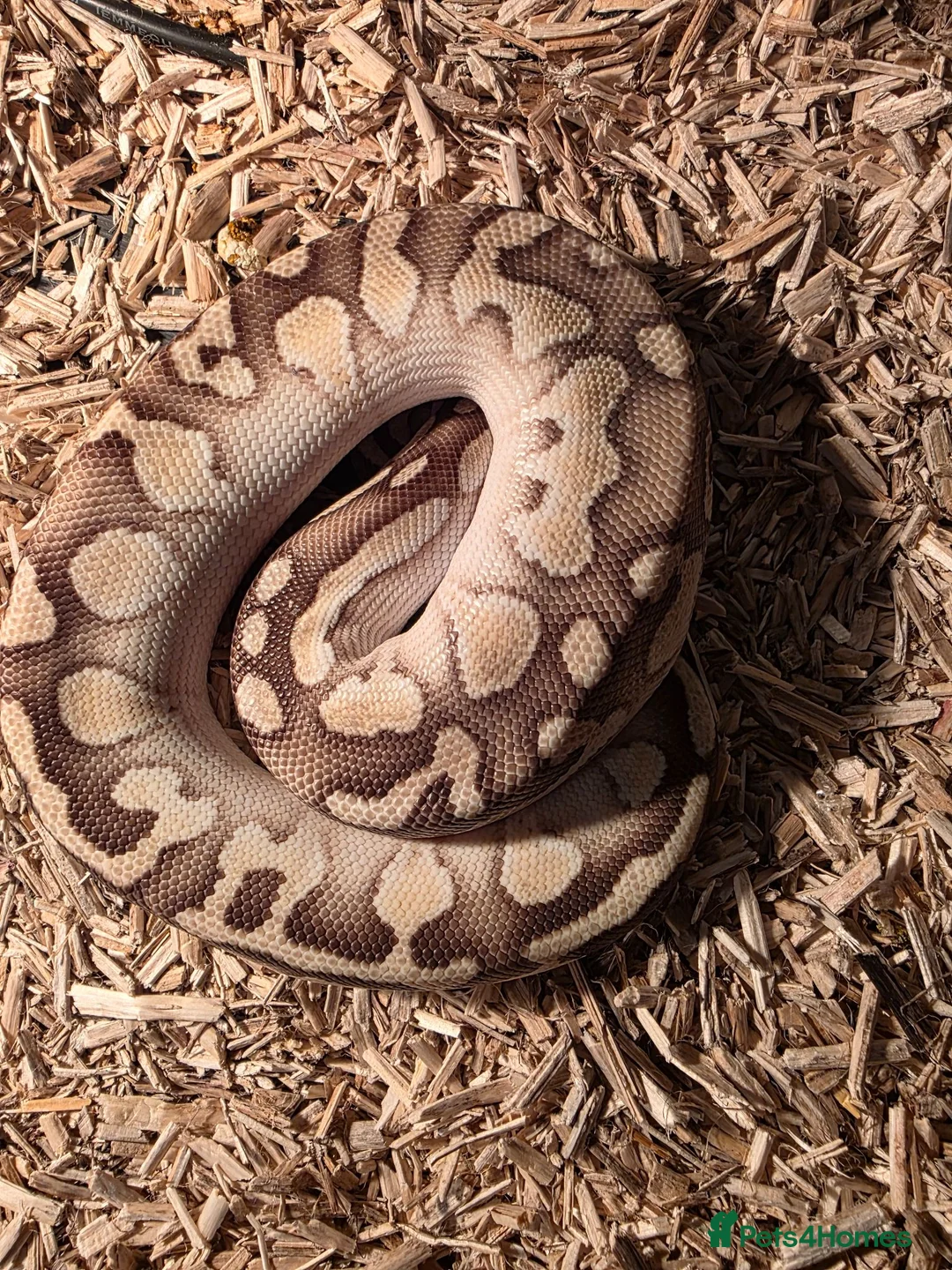 Python Snake reptiles for sale: Female pewter royal python - Advert 5
