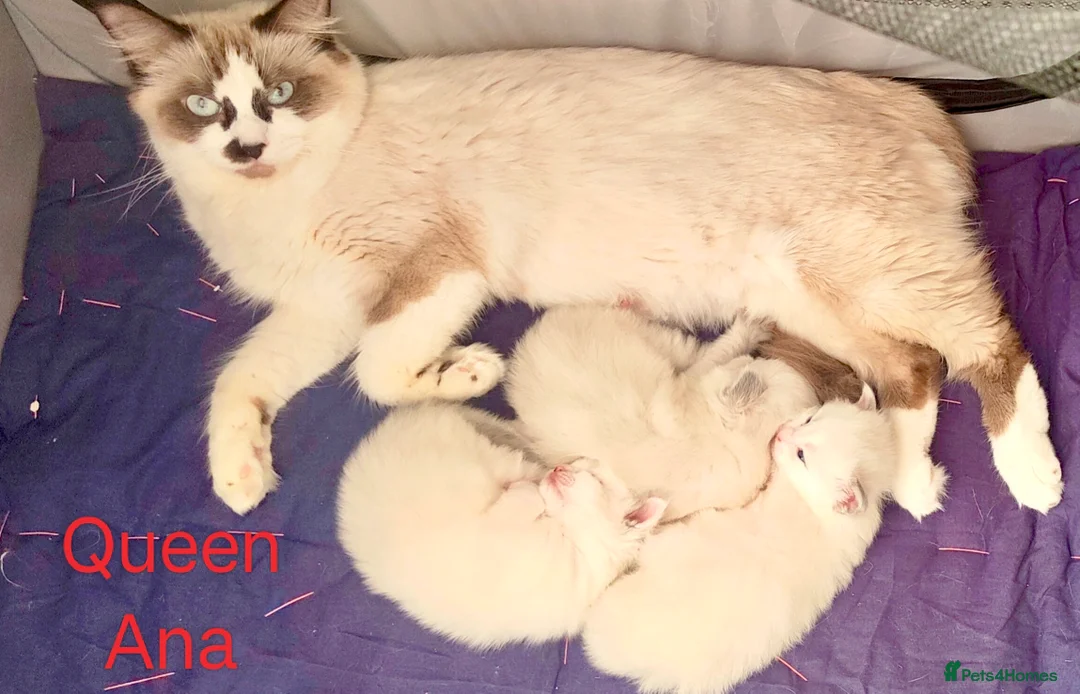 Ragdoll cats for stud: Ragdoll for Stud - Advert 6