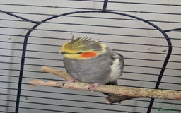 Cockatiels birds for sale: Cockatiels available - Image 3
