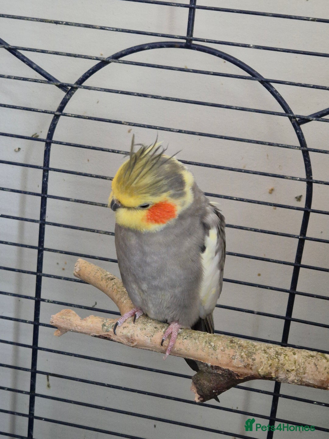 Cockatiels birds for sale: Cockatiels available - Image 3