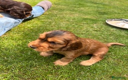 Cocker Spaniel dogs for sale: Outstanding FN clear kc reg cocker spaniel puppies - Image 16