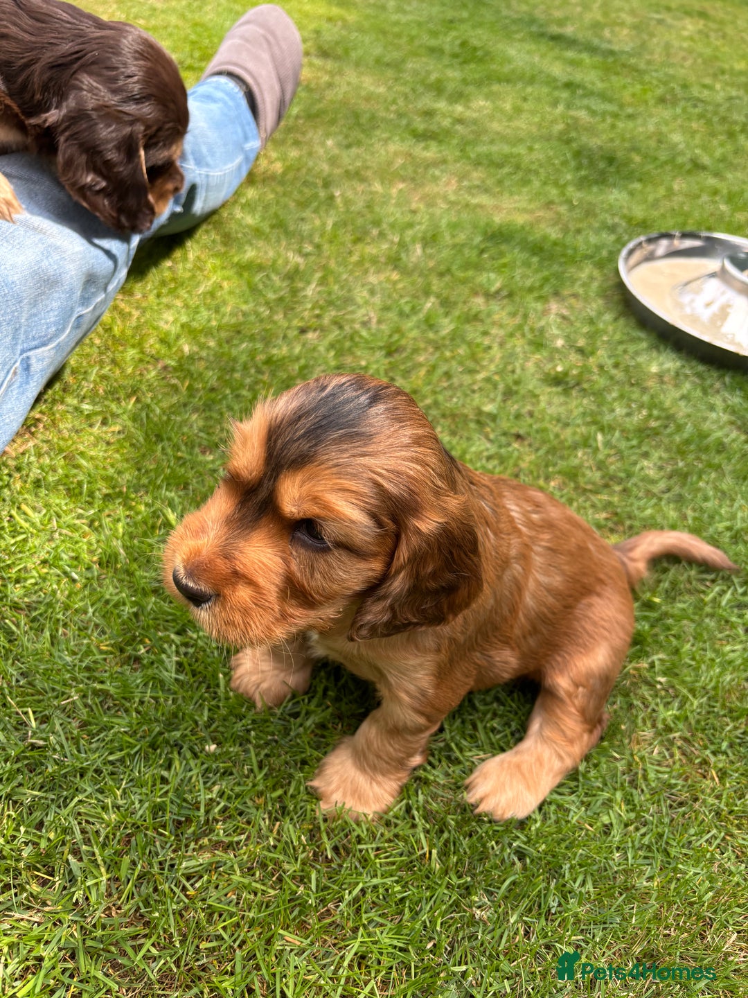 Cocker Spaniel dogs for sale: Outstanding FN clear kc reg cocker spaniel puppies - Image 16