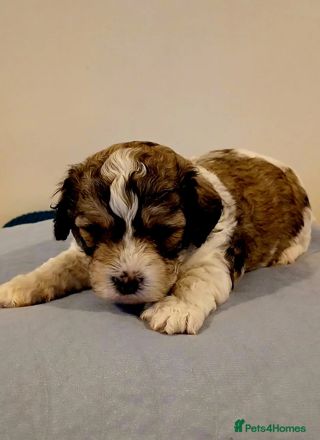 Cavachon dogs for sale: Cavachon Puppies - 4 Female, 1 Male - Advert 6