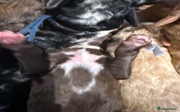 Bernedoodle dogs for sale: Miniature F1bs Bernedoodle  - Image 16