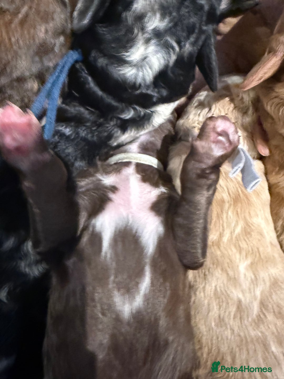 Bernedoodle dogs for sale: Miniature F1bs Bernedoodle  - Image 16