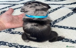 Whippet dogs for sale: Collie X whippet X whippet  - Image 16