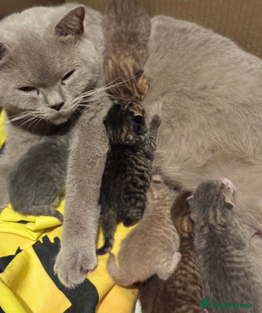 British Shorthair cats for sale: 🐾 Adorable British Shorthair Kittens for Sale 🐾 - Image 7