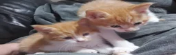 British Shorthair cats for sale: Stunning Kittens Ready For Forever Homes  - Advert 21