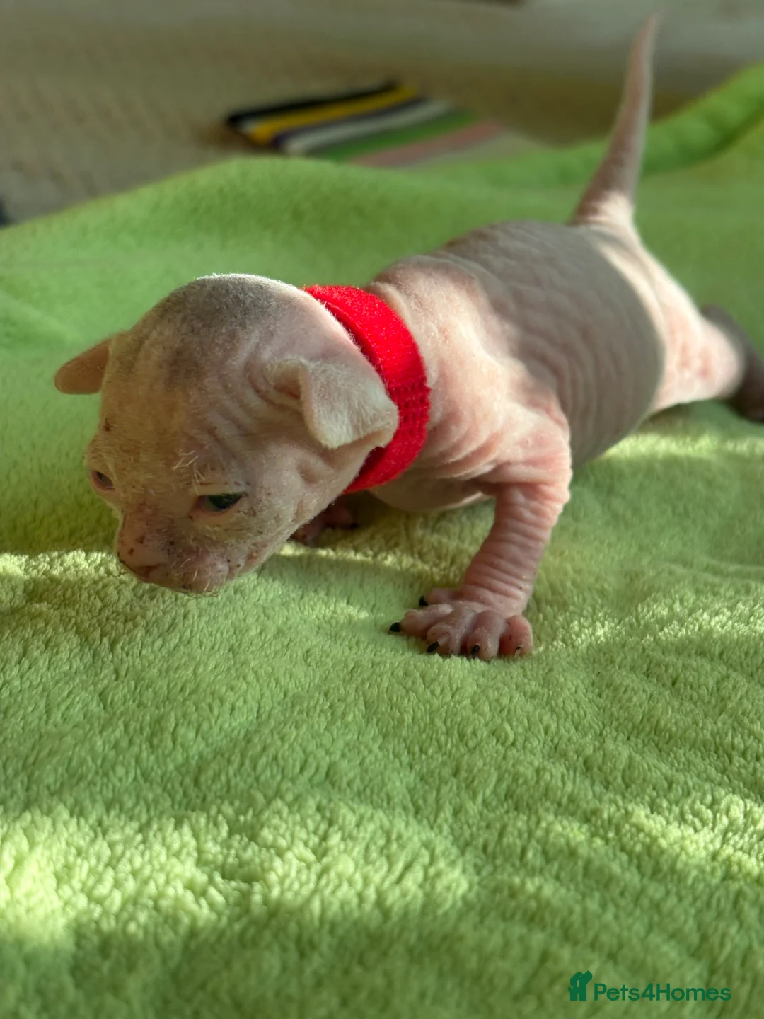 Sphynx cats for sale: Beautiful sphynx kittens for sale🥹 - Advert 3