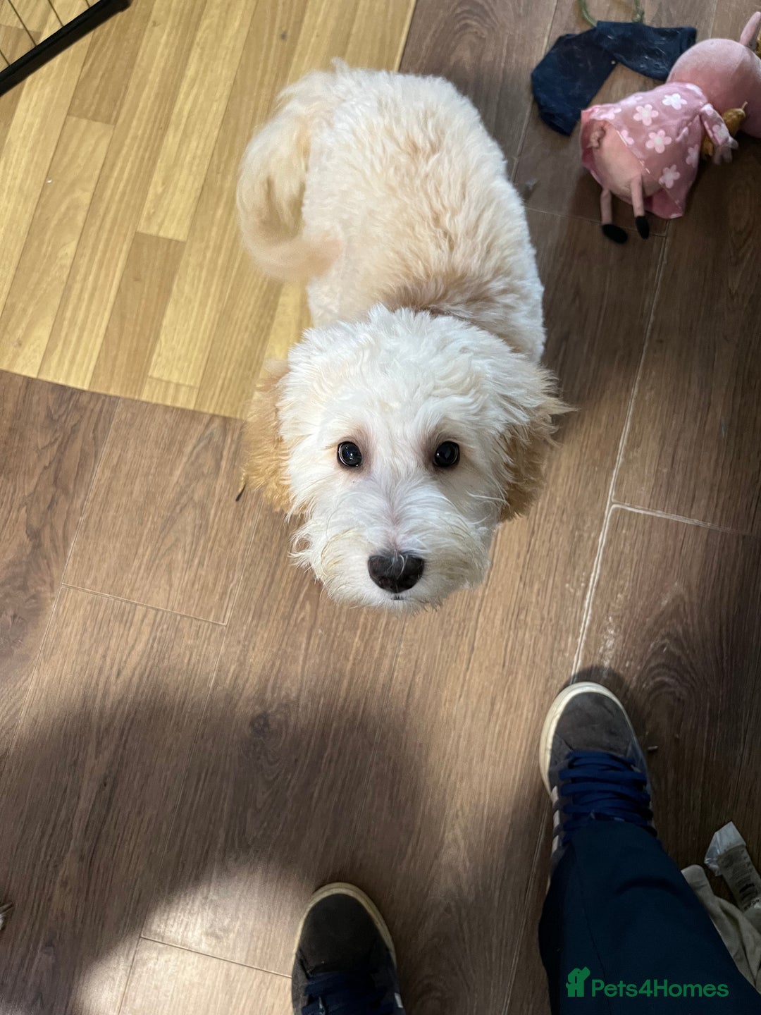 Cockapoo dogs for sale: Gorgeous F1B Cockapoo Puppies hypoallergenic  - Advert 6