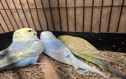 Budgerigars birds for sale: Baby budgies and starter cage  - Image 19