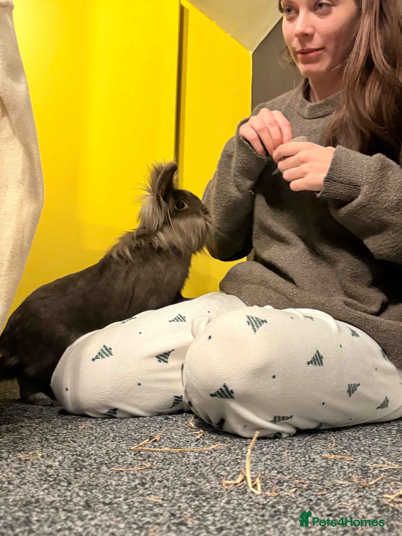 Lionhead rabbits for sale: 2yo Lionhead Female in Hove - Advert 4