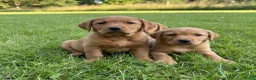 Labrador Retriever dogs for sale: Kc reg ftch Labrador puppies - Advert 5