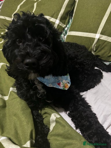 Gallery Image {{count}}