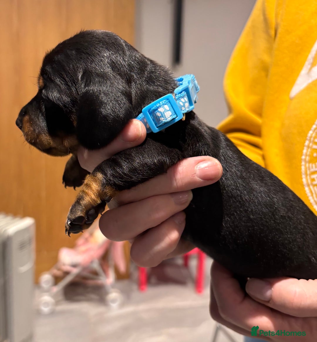 Miniature Dachshund dogs for sale: Black & Tan Minature Dachund - Advert 9