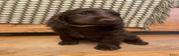 Cocker Spaniel dogs for sale: Stunning litter of Chocolate/Tan CockerSpaniels - Advert 8