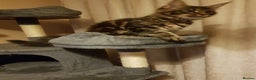 Maine Coon cats for sale: Maine coon kittens ready now  - Advert 9