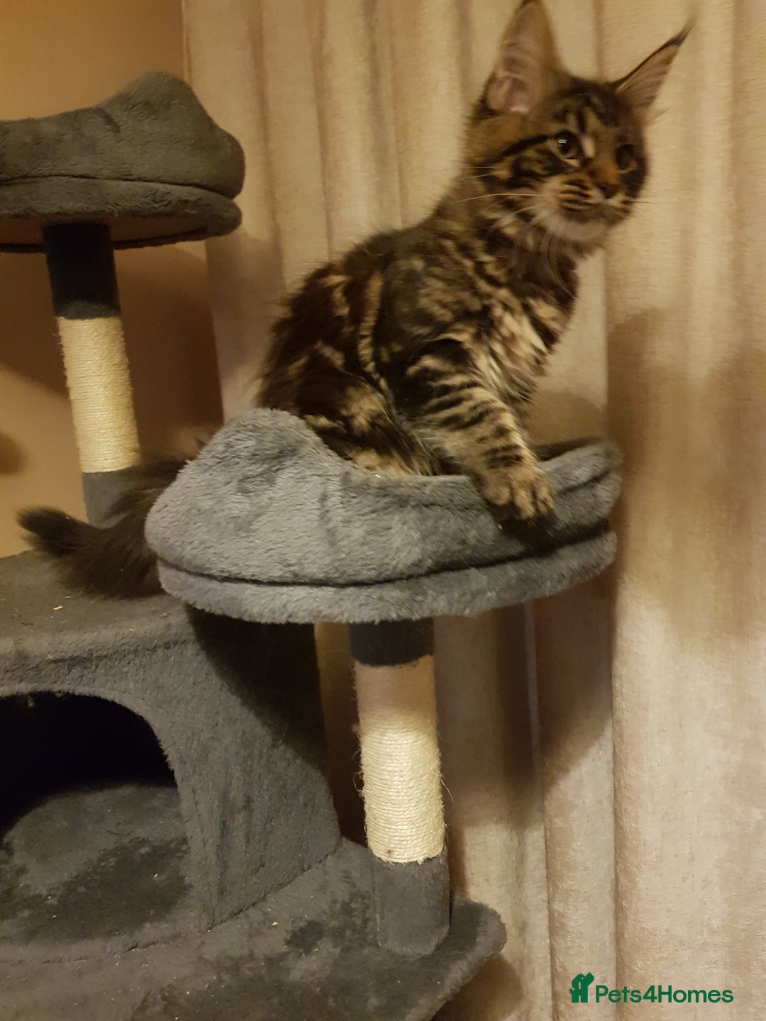 Maine Coon cats for sale: Maine coon kittens ready now  - Advert 9