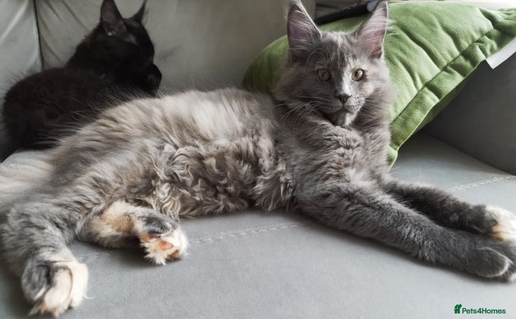 Maine Coon cats - Advert 3
