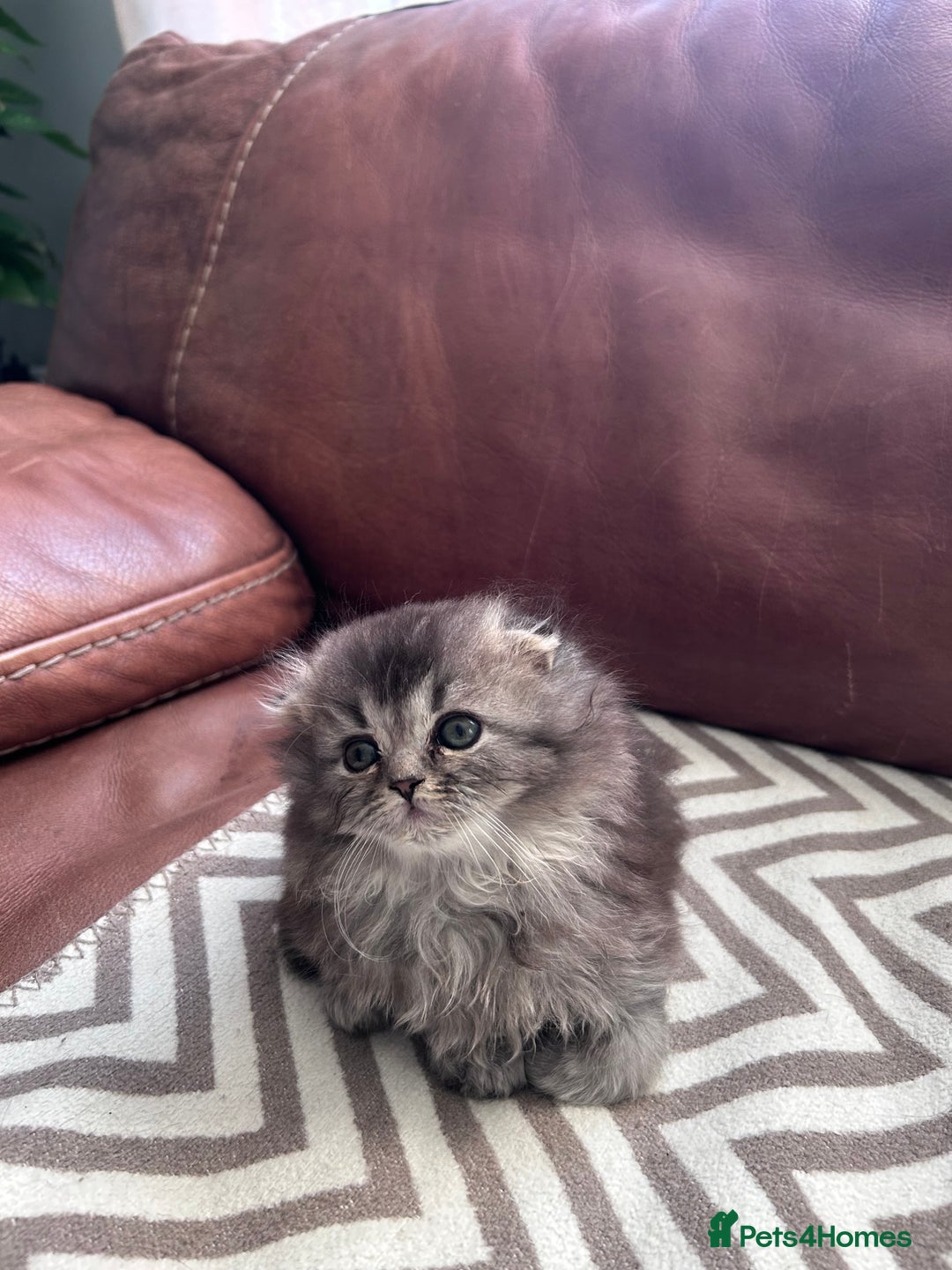 Scottish Fold cats for sale: Little buddies looking for home - Advert 17