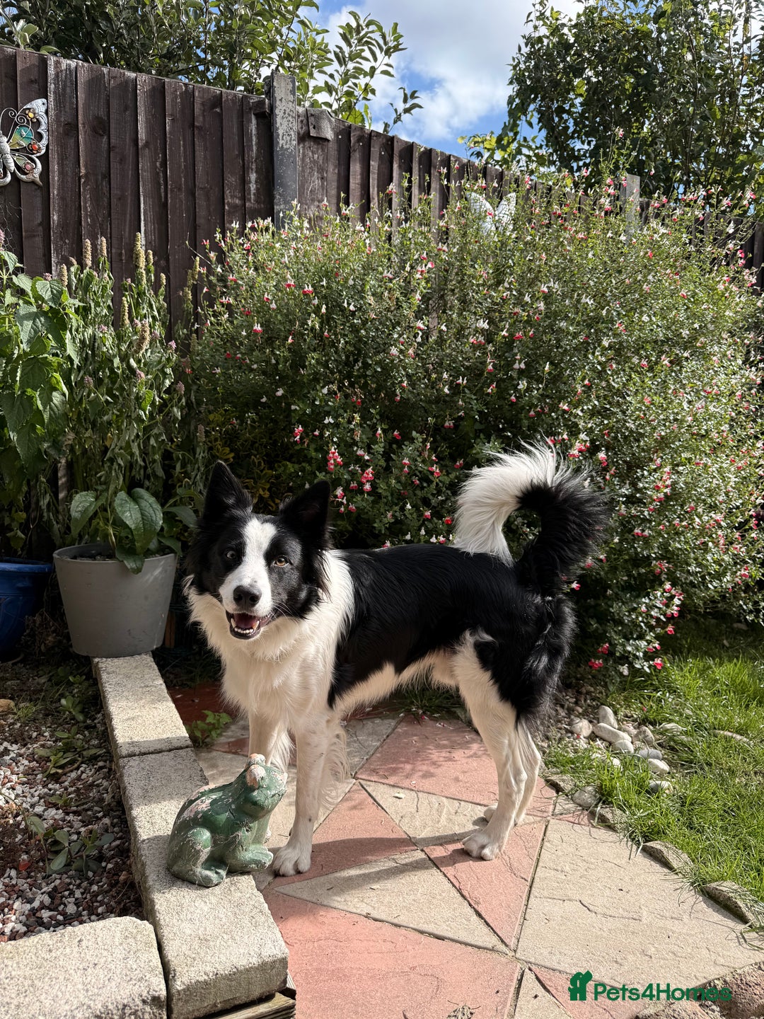 Border Collie dogs for sale: Looking for forever home for my boy - Advert 5