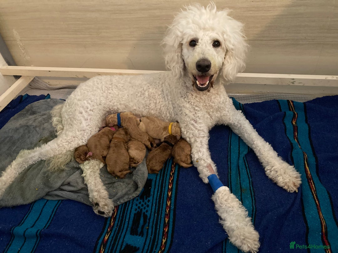Labradoodle dogs for sale: Multigenerational Labradoodle Puppies  - Image 5