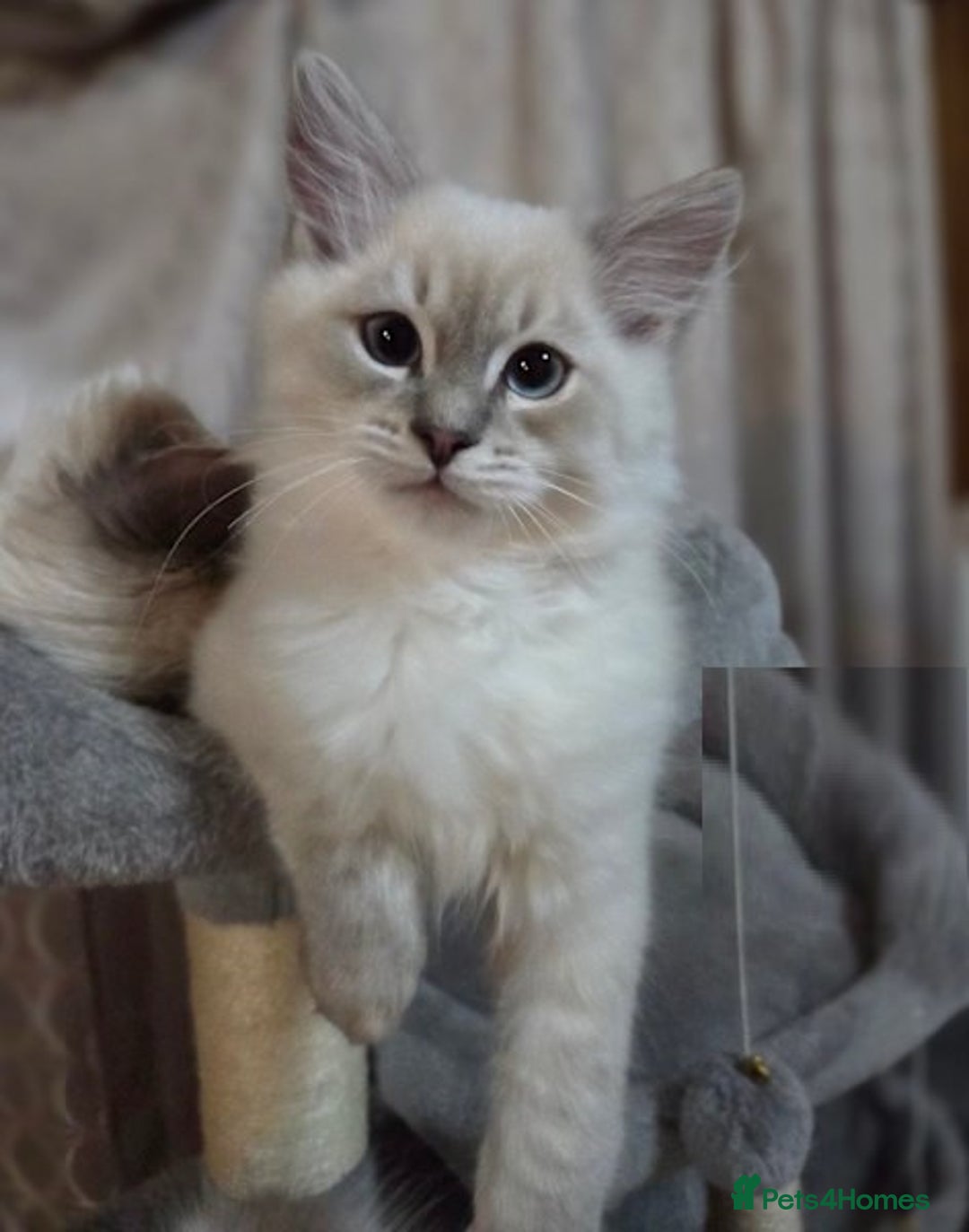 Ragdoll cats for sale: perfect cuddled Ragdoll kittens - Image 4