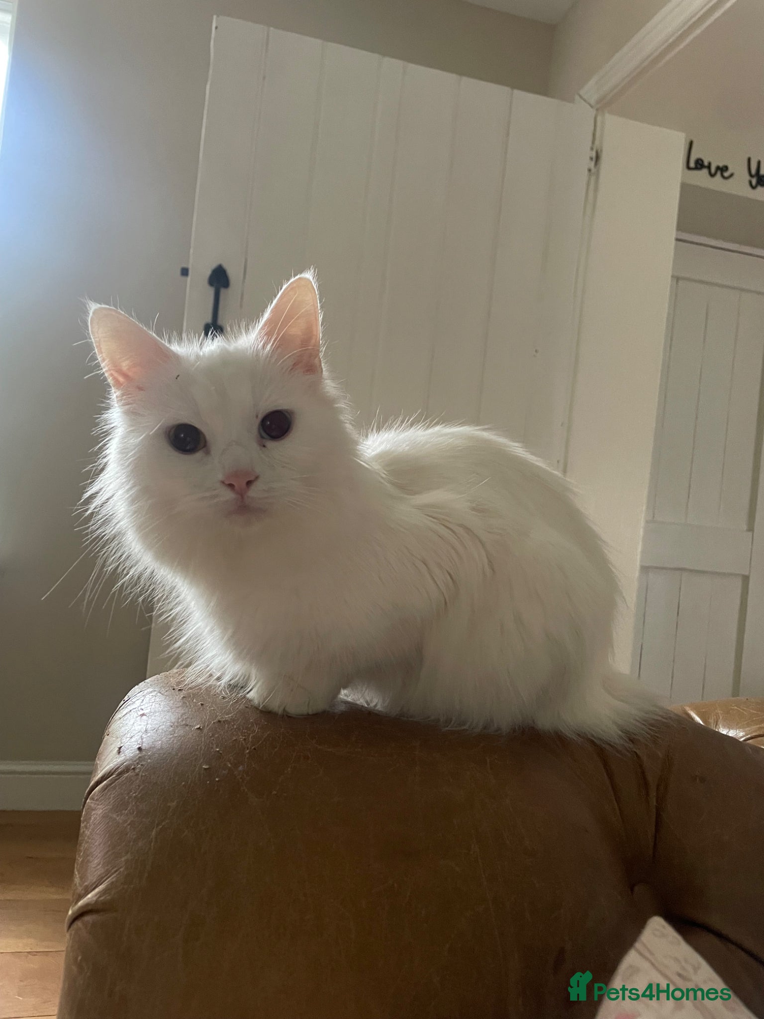 Mixed Breed cats     Maine Coon Mix Kittens - Advert 4
