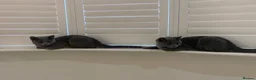 British Shorthair cats for sale: READY TO GO! Gorgeous British Shorthairs ! - Advert 2