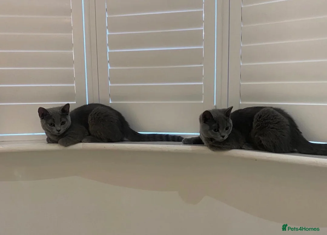 British Shorthair cats for sale: READY TO GO! Gorgeous British Shorthairs ! - Advert 2