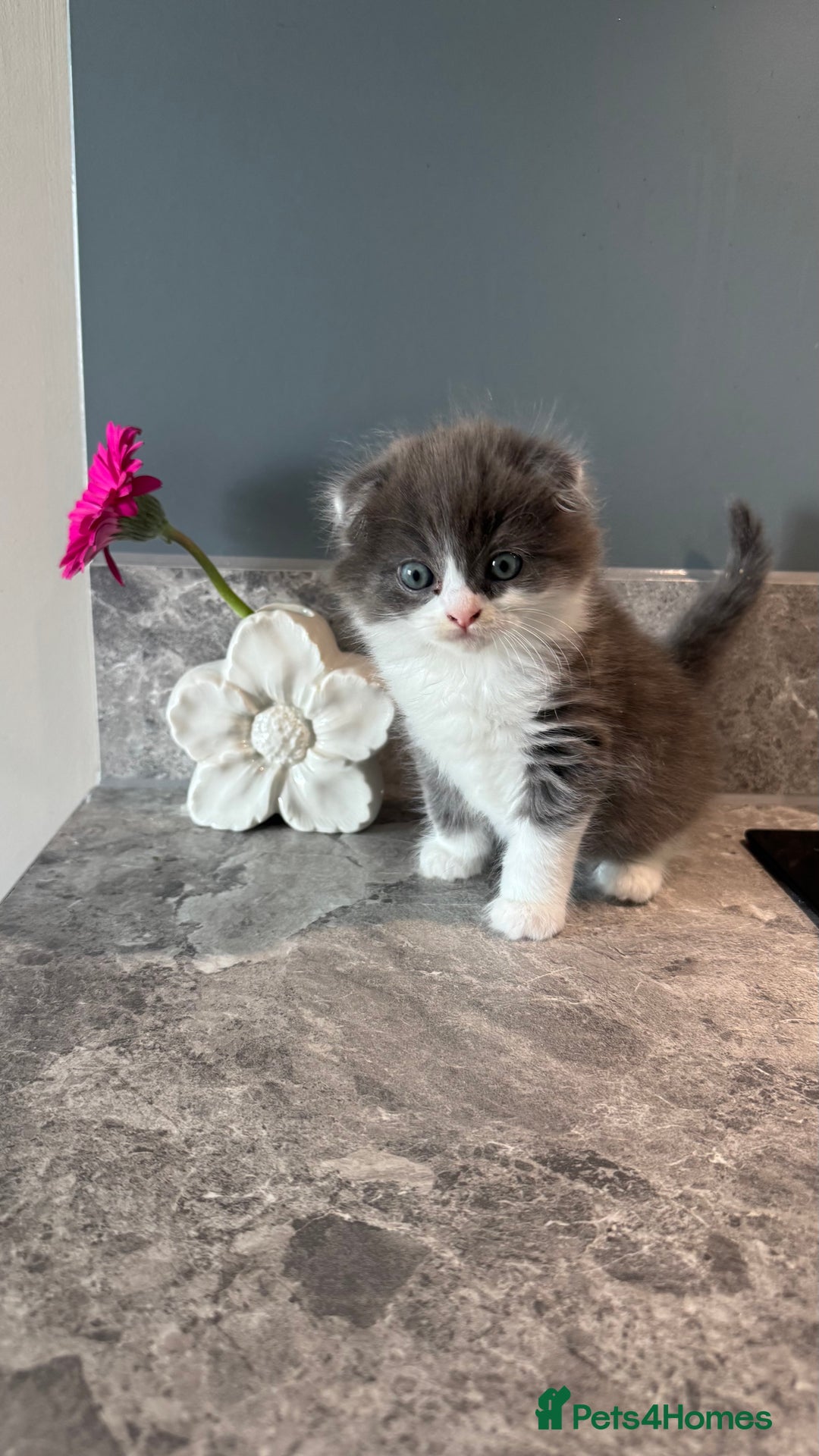 British Shorthair cats for sale: 🐾✨ READY for Their Forever Home ✨🐾 - Image 27