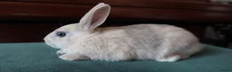 Mixed Breed rabbits for sale: Dwarf Mix Mini Rex Rabbits - Advert 5