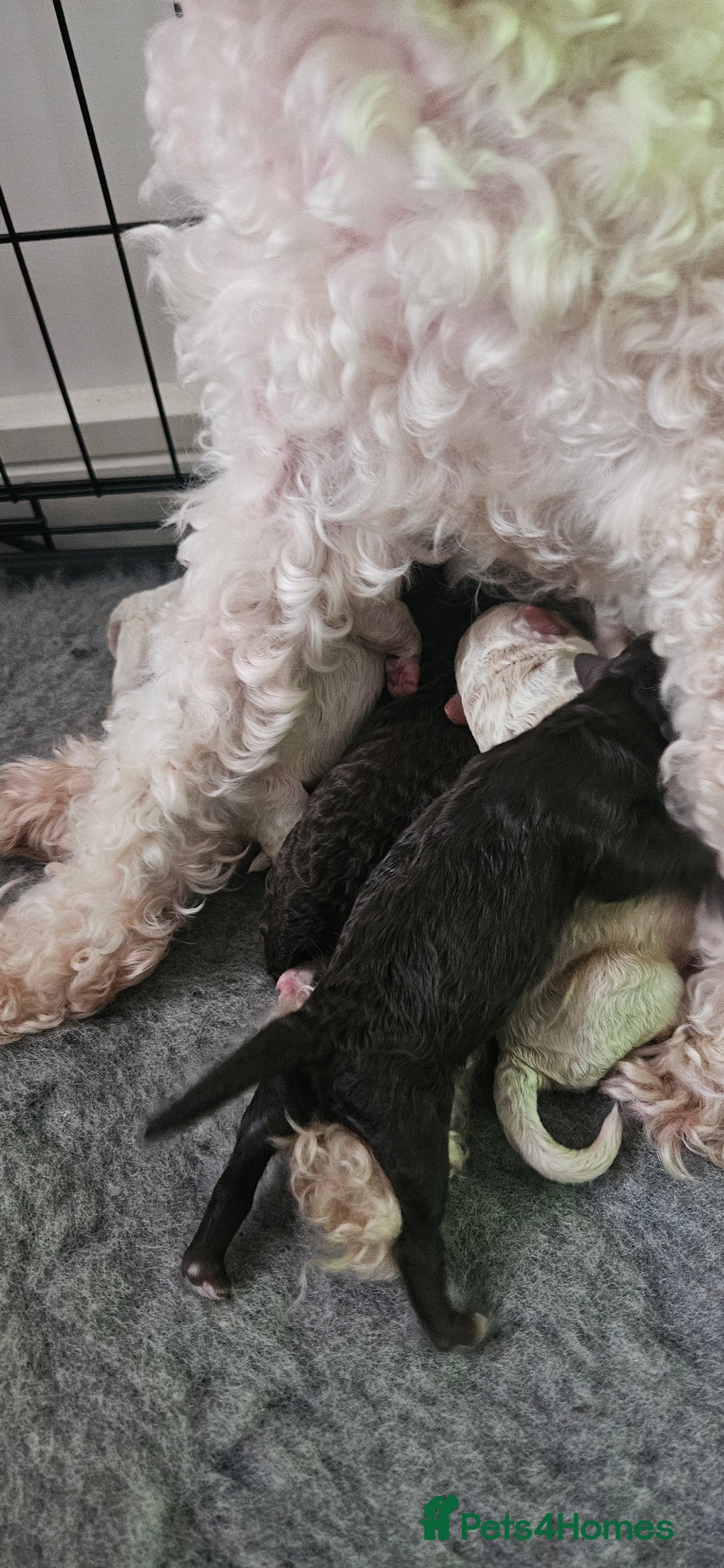 Toy Poodle dogs for sale: Beautiful Toy Poodles - Advert 8