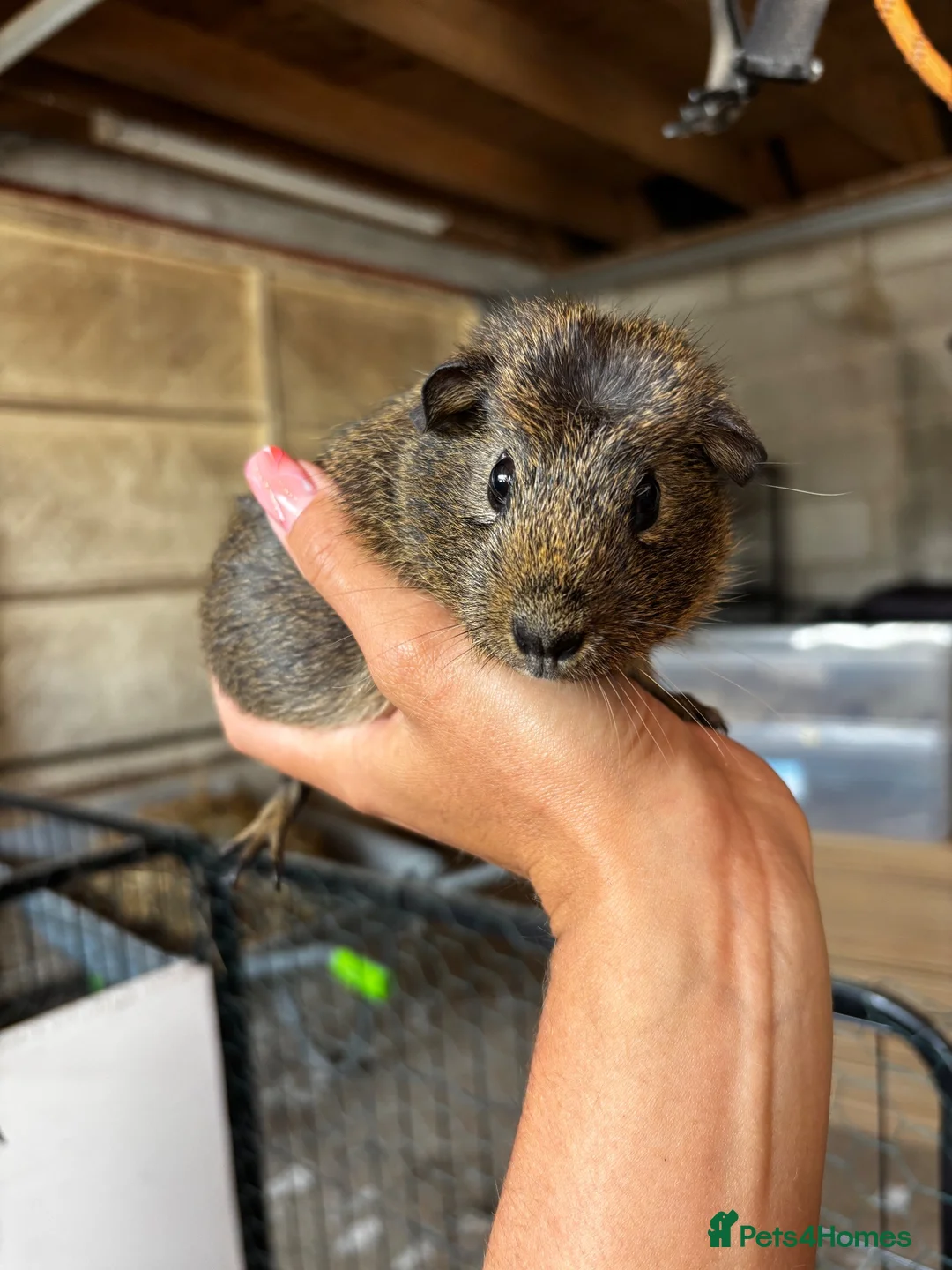 Guinea Pig rodents for sale: Female Guinea Pigs - Advert 2