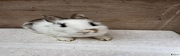 Mixed Breed rabbits for sale: 9 beautiful little Rabbit very friendly - Advert 14