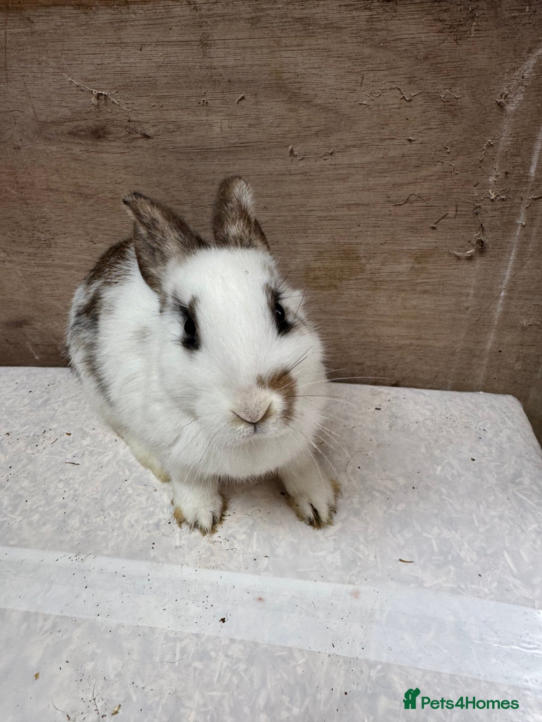 Mixed Breed rabbits for sale: 9 beautiful little Rabbit very friendly - Advert 14