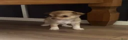 Chihuahua dogs for sale: Chihuahua puppies ready next week  - Advert 3