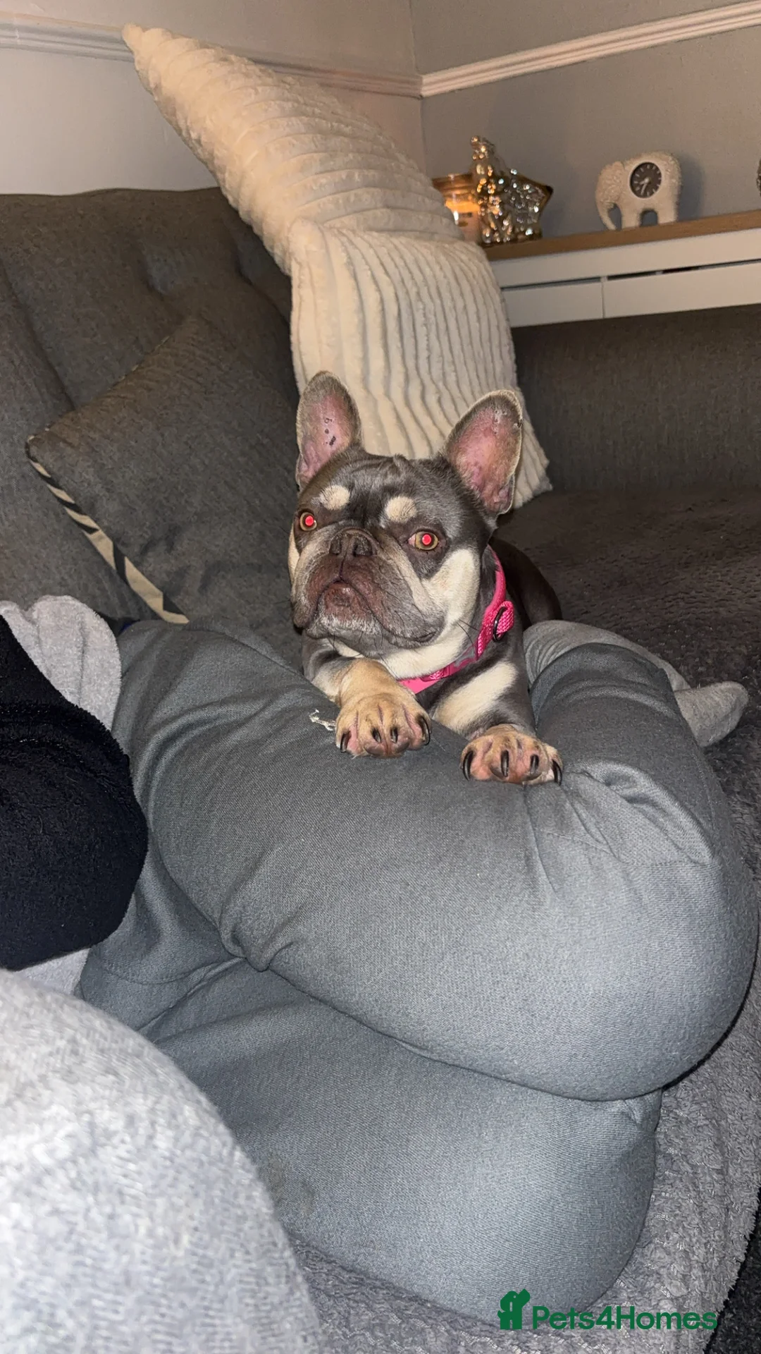 French Bulldog dogs for adoption: Female French bulldog  - Advert 8