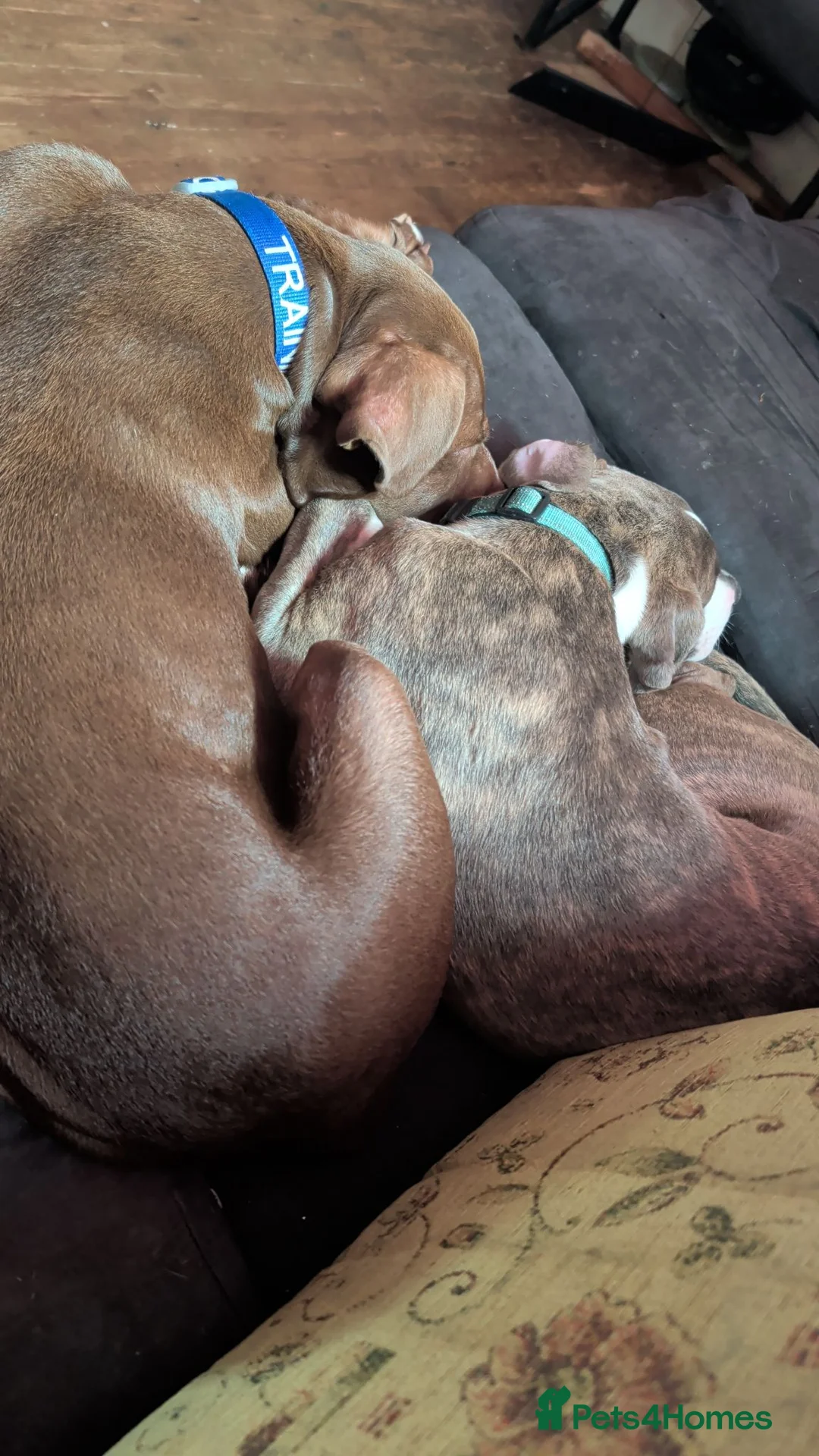 Mixed Breed dogs for sale: Titan - Advert 4