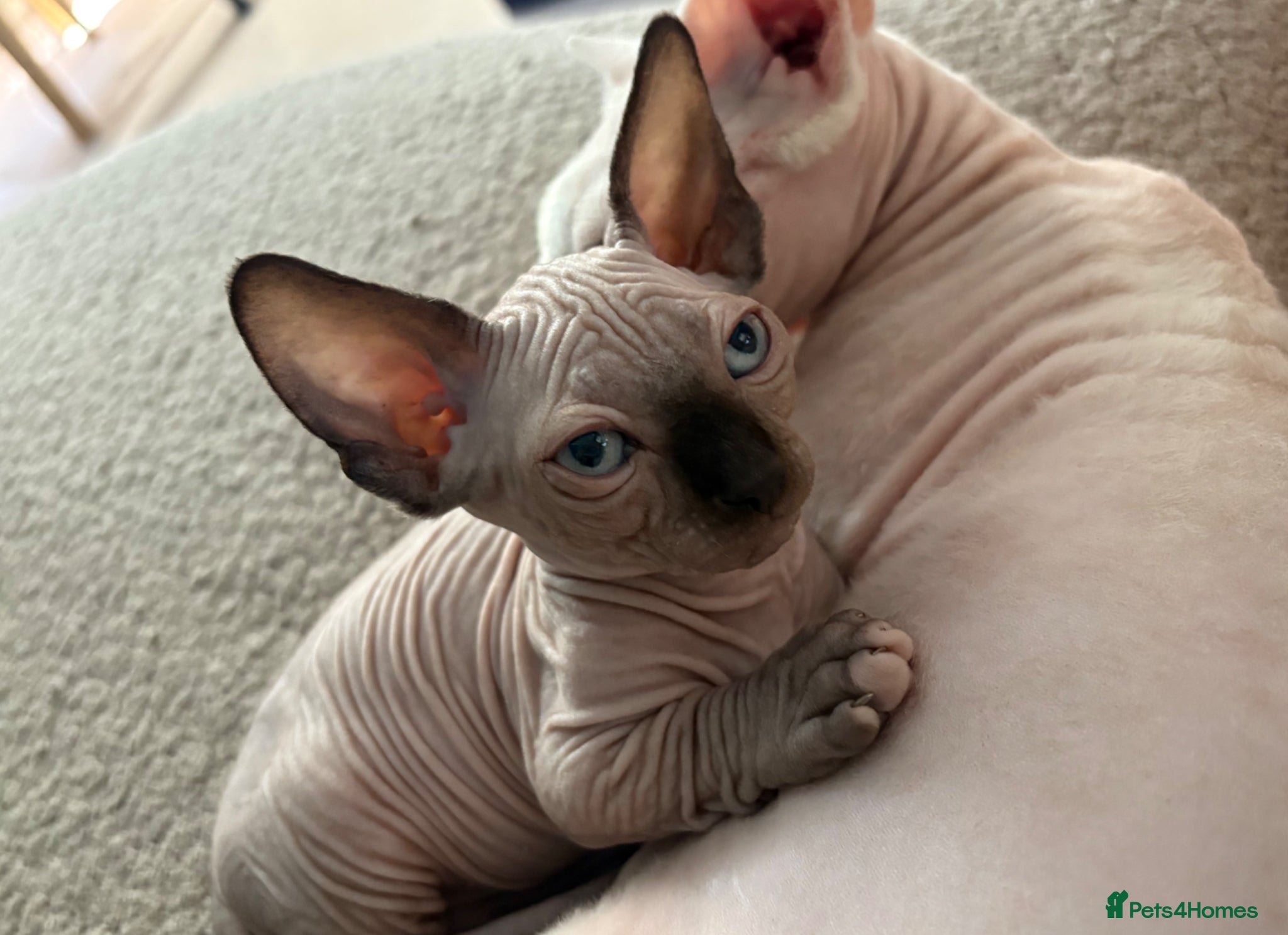 Sphynx cats Sphynx bambino kittens available 🐈‍⬛🐈 - Advert 2