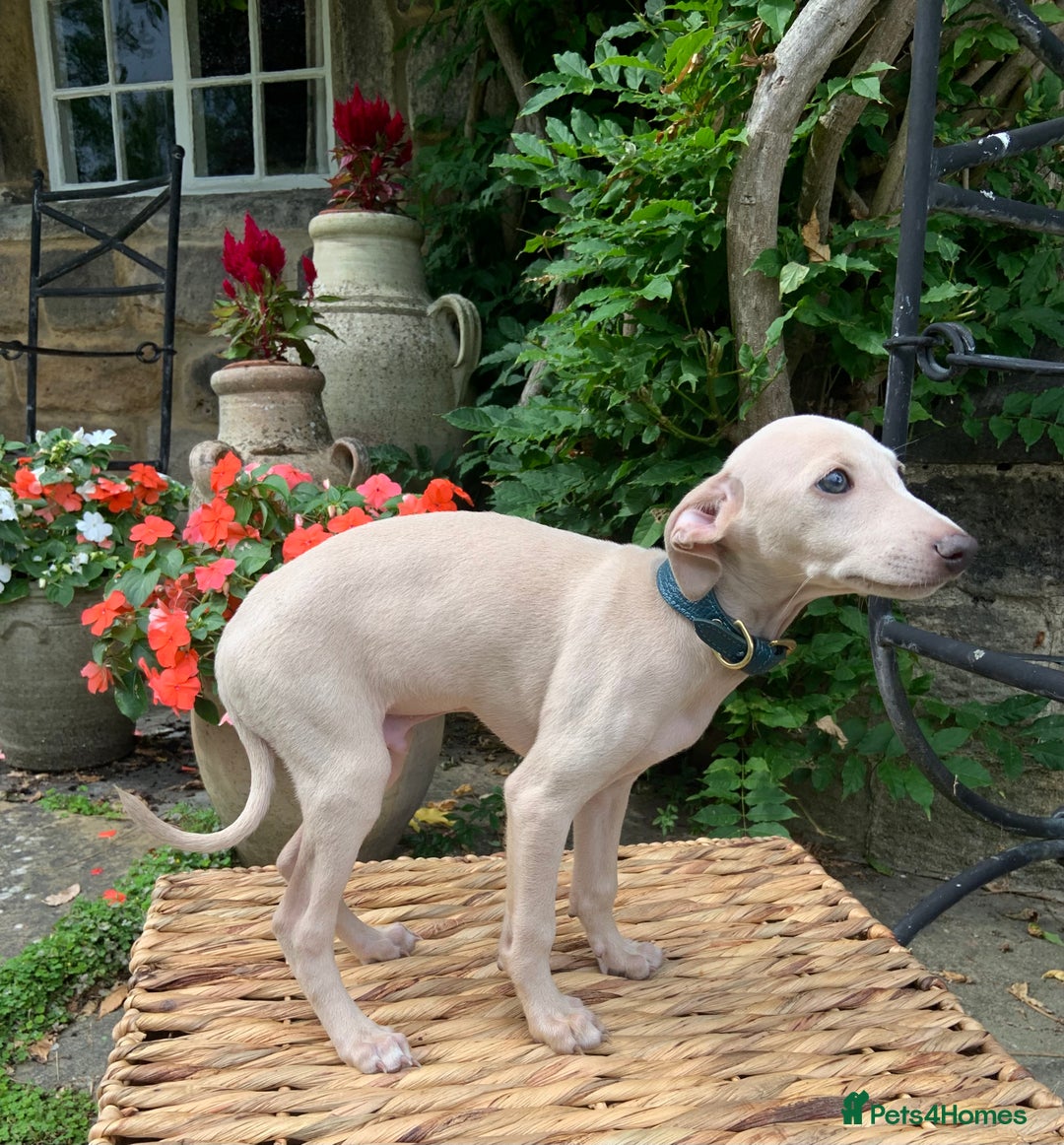 Italian Greyhound dogs for sale: Italian greyhound puppies KC reg European Lineage in Leeds - Image 6