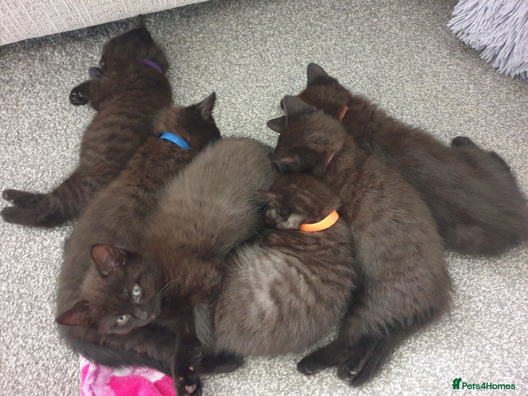 British Shorthair cats for sale: BSH Kittens  - Advert 2