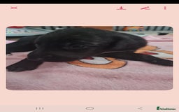 Mixed Breed dogs for sale: Saluki/greyhound puppies  - Image 1