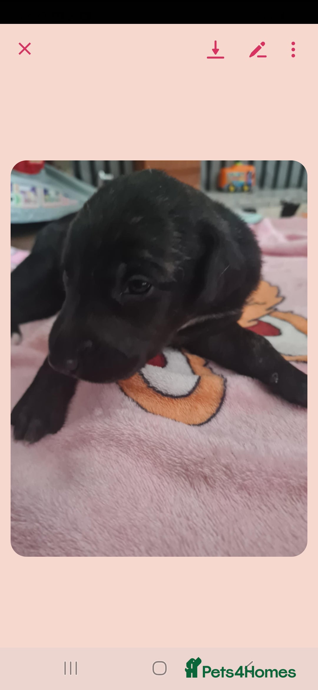 Mixed Breed dogs for sale: Saluki/greyhound puppies  - Image 1