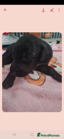 Mixed Breed dogs - Advert 1