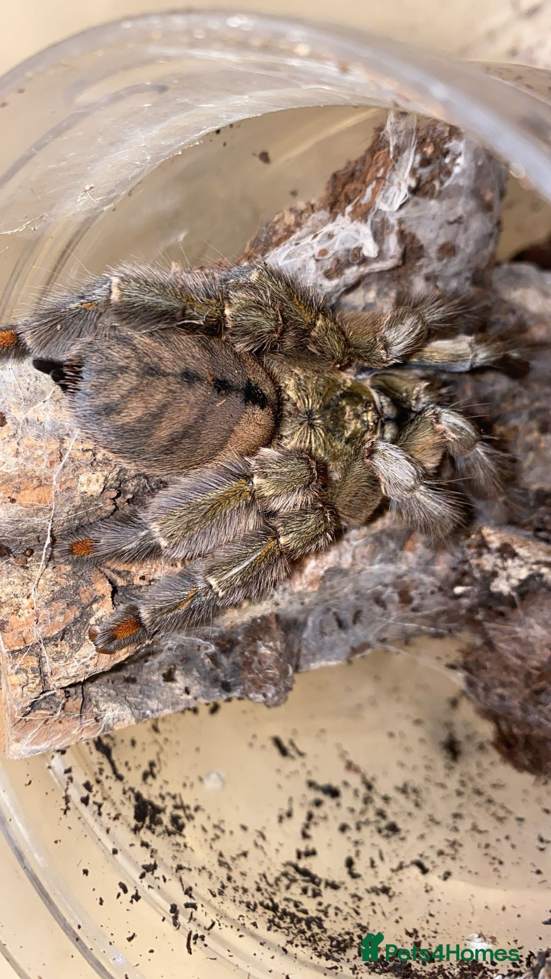 Spiders invertebrates for sale: 4 beautiful tarantulas  - Image 4