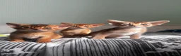 Abyssinian cats for sale: Abyssinian kittens  - Advert 15