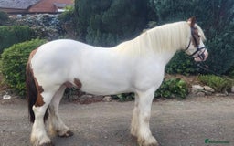 Irish Cob horses for sale: 14hh 4yo cob gelding  - Image 3