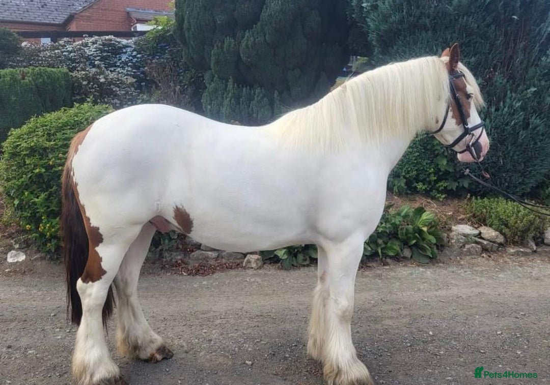 Irish Cob horses for sale: 14hh 4yo cob gelding  - Image 3